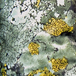 The Jervenbag Repair Kit - Mountain Camo 1 The Jervenbag Repair Kit - Mountain Camo